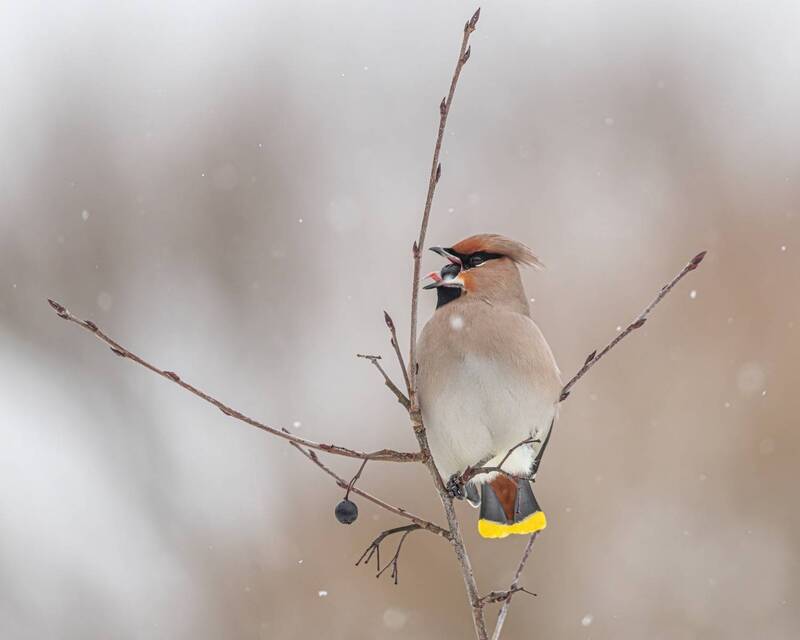 свиристель, черноплодная рябина, птицы Свиристель и черноплодкаphoto preview