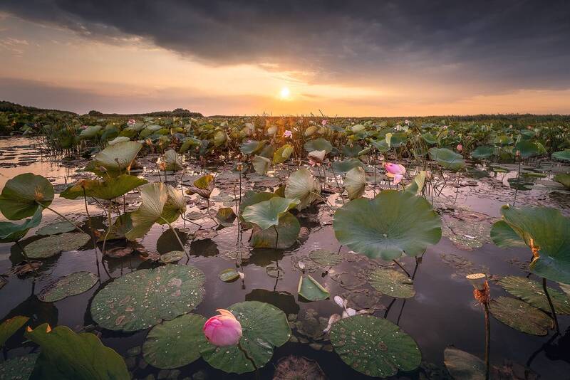 астраханская область, лотосы, волга, дельта волги Время лотосовphoto preview