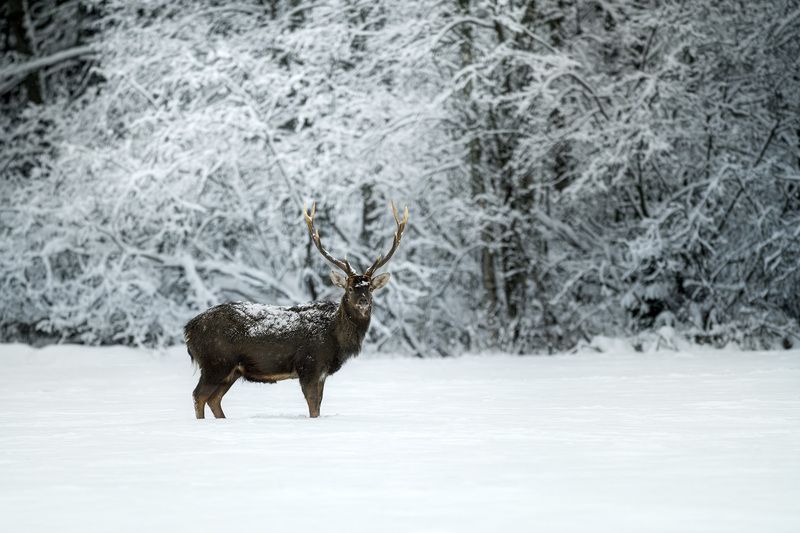 олень, пятнистый олень, зима, лес, снег, бор, фотоохота, природа, deer, wildlife, животные Забытое королевство хрустально-снежной зимыphoto preview