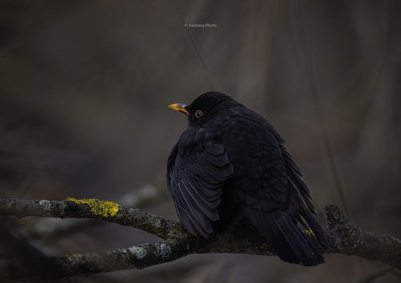 Дрозд, чёрный дрозд, птица Зимующий в Москве Чёрный дроздphoto preview