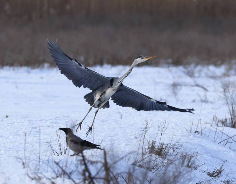 серая цапля,ворона,зима, ***photo preview