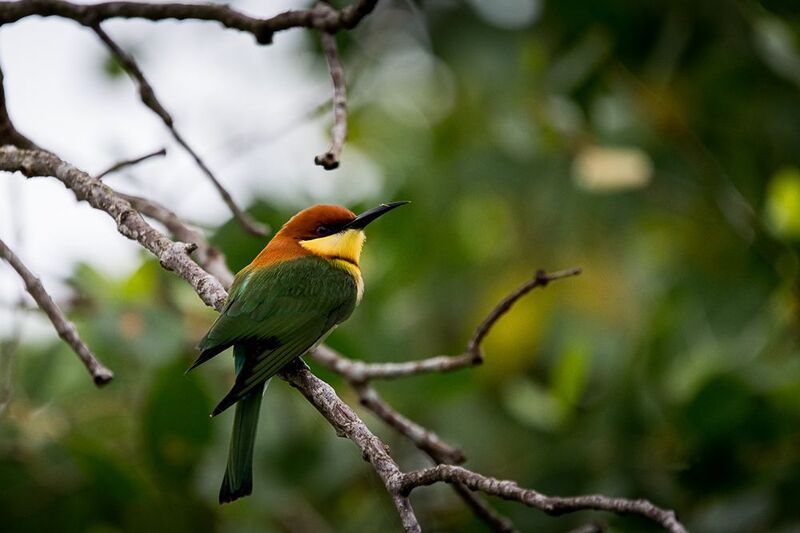 щурка, буроголовая щурка, Шри-Ланка, птица буроголовая щуркаphoto preview