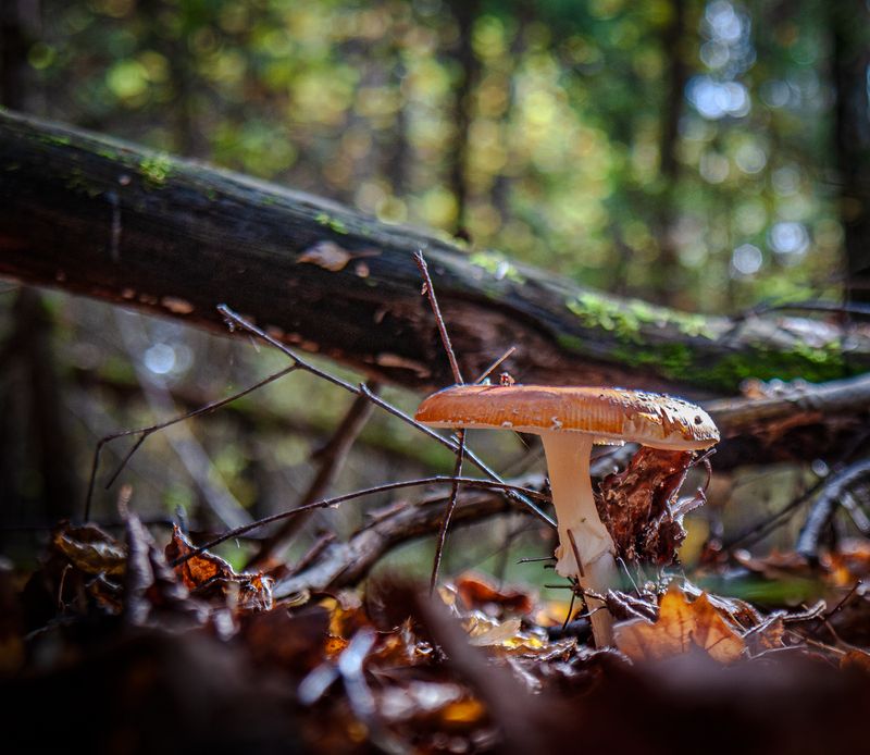 природа Зарисовка в лесу фото превью