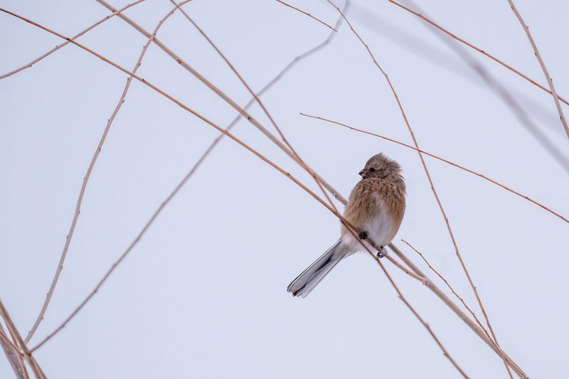 Урагус (самка) фото превью