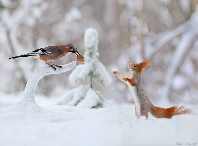 белка, сойка Спой, светик, не стыдись! фото превью