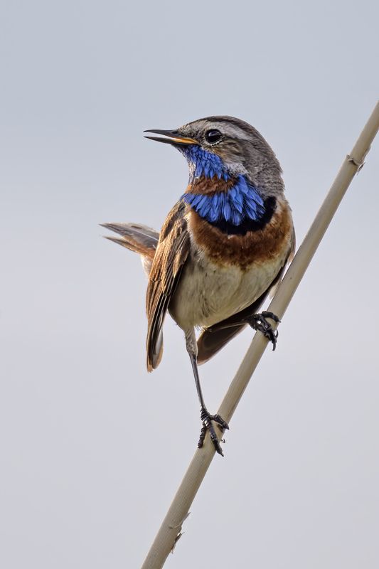 варакушка, птицы, природа Варакушкаphoto preview