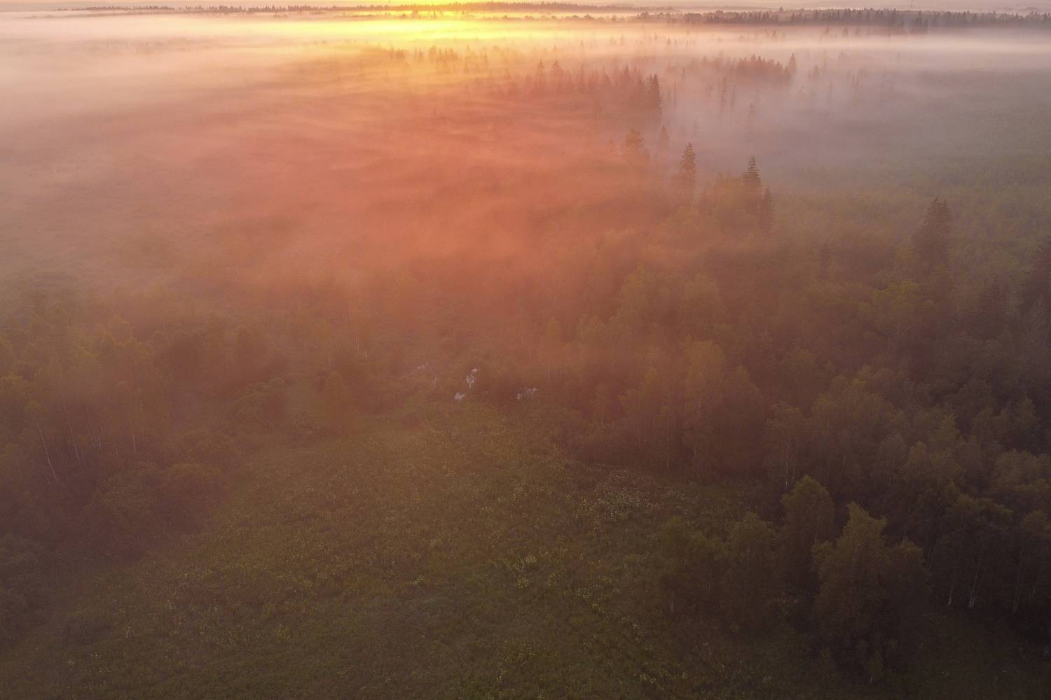 туман, Николай Потапов