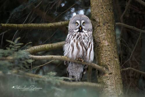 Бородатая неясыть