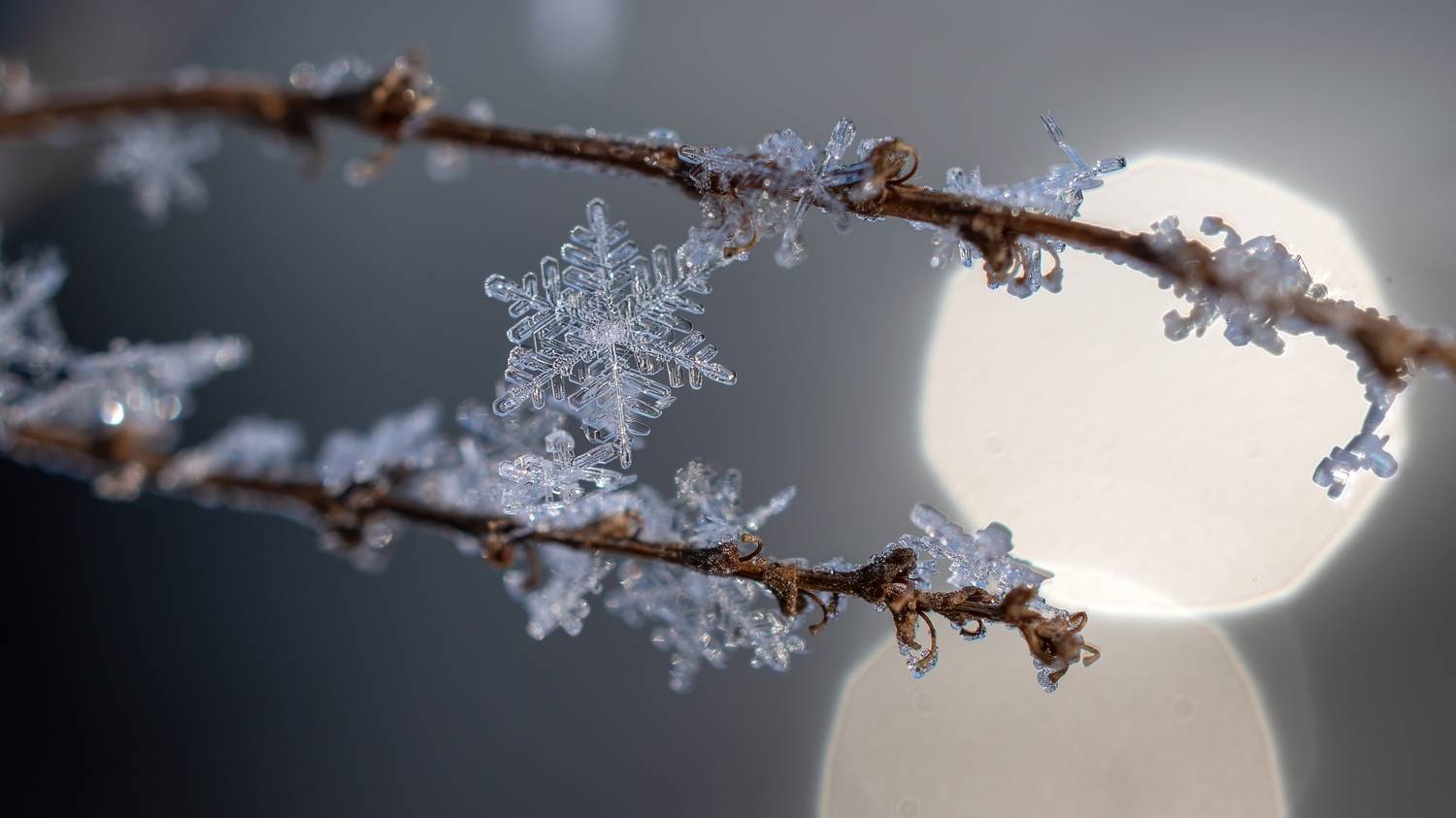 , Железнова Людмила