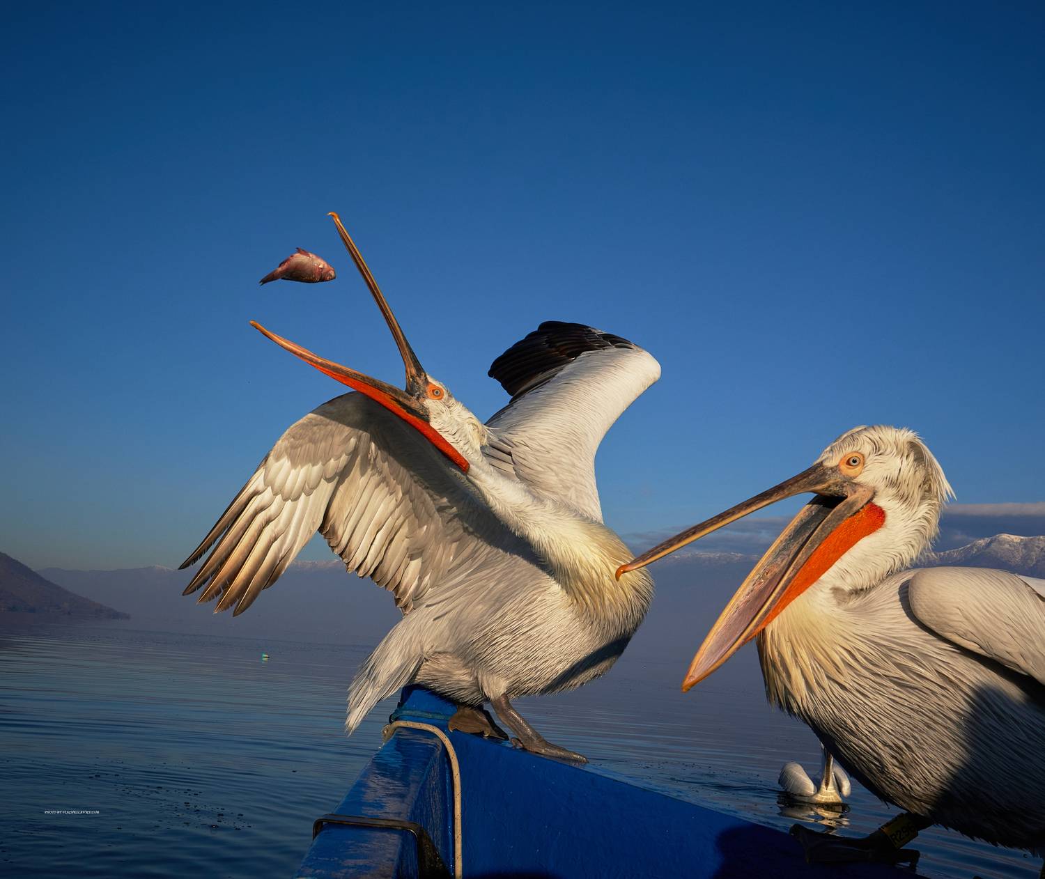 Автор: Viacheslav Kuzub , Viacheslav Kuzub