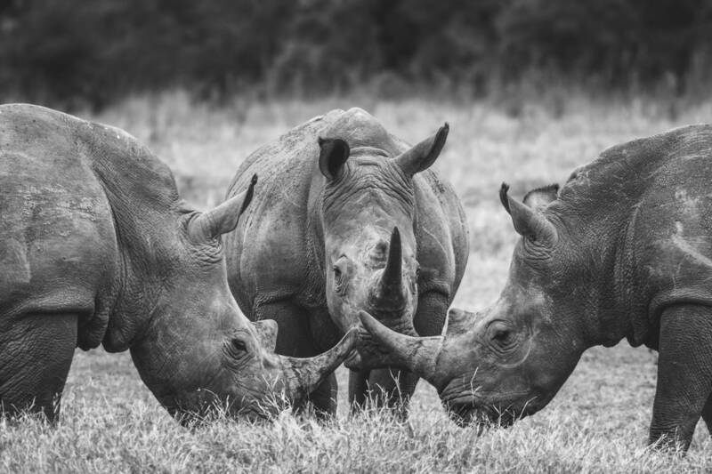 африка, носорог, africa, rhino Рефери. фото превью