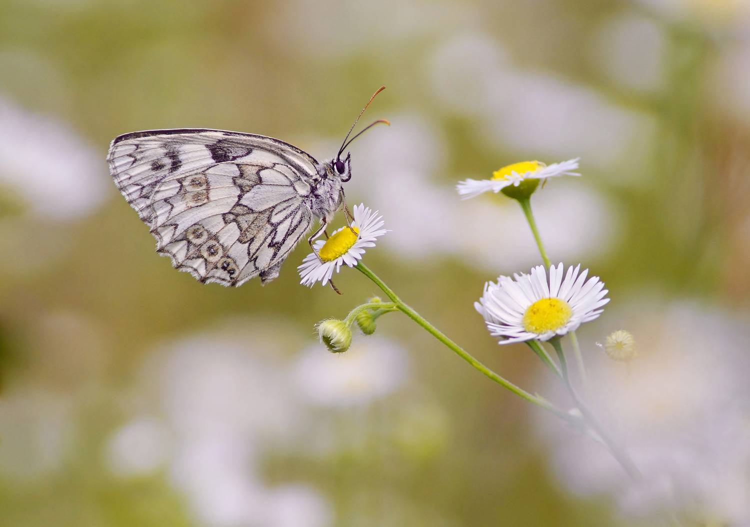 Пестроглазка. Автор: Чепленко Алексей Бабочка, Чепленко Алексей