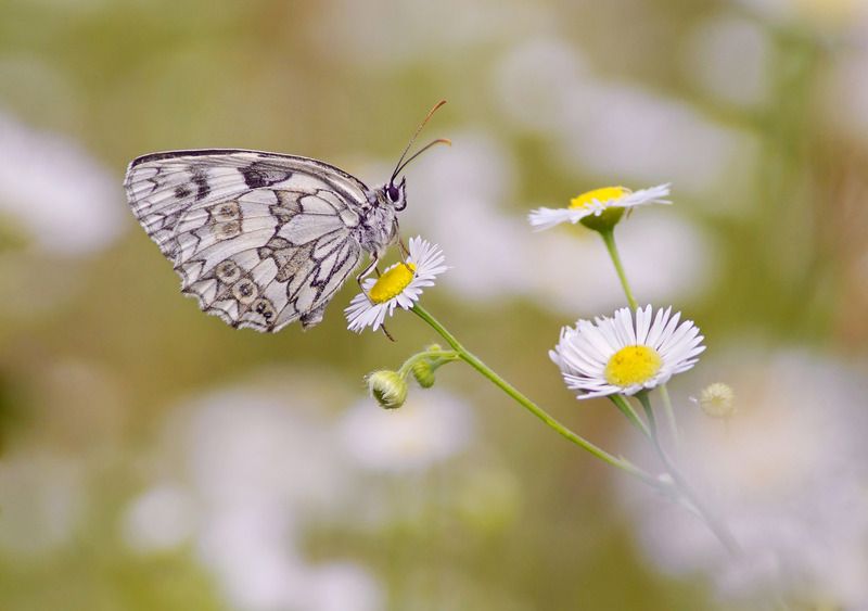 Бабочка Пестроглазкаphoto preview