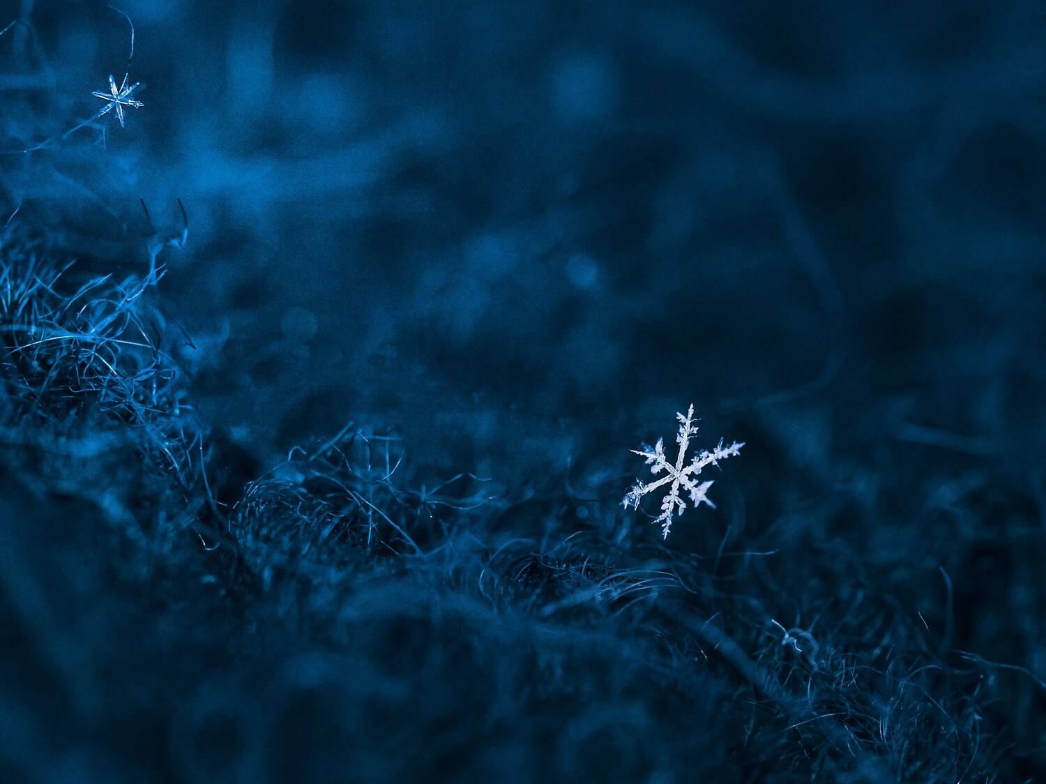 Снежинка. Автор: Сергей Белокуров снежинка, Сергей Белокуров