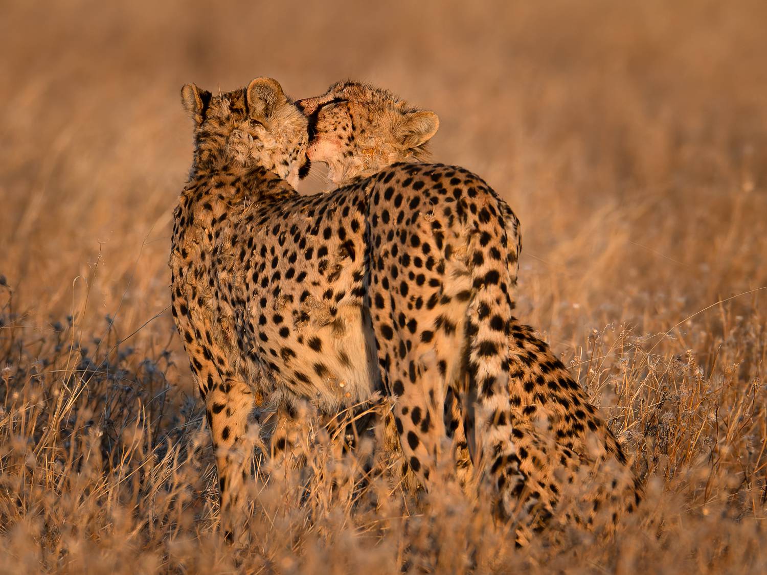 Автор: Slutskiy Nikolay , Slutskiy Nikolay