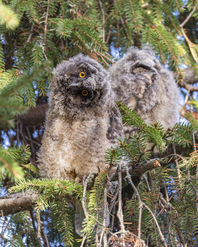 ушастая сова, совенок, совята, птицы, сова Совятаphoto preview