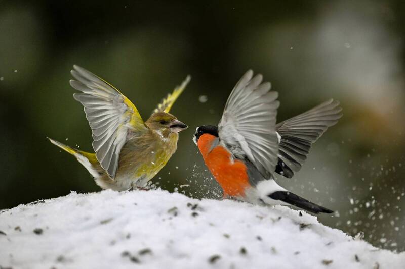 Красные против зеленых фото превью