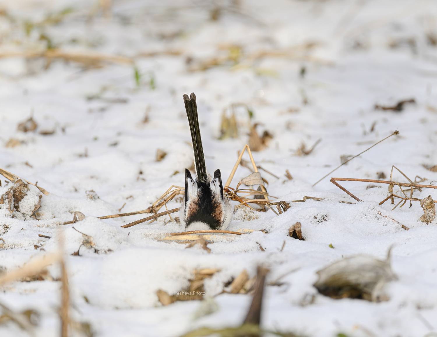 Ополовник, синица,птица, Ирешева Мария