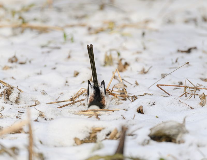 Ополовник, синица,птица Семечко где то здесь ...photo preview