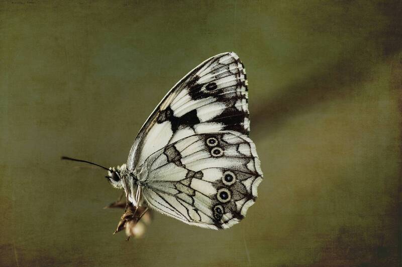 nature close-up outdoor lepidoptera insect arthropod summertime pollinator Melanargia фото превью