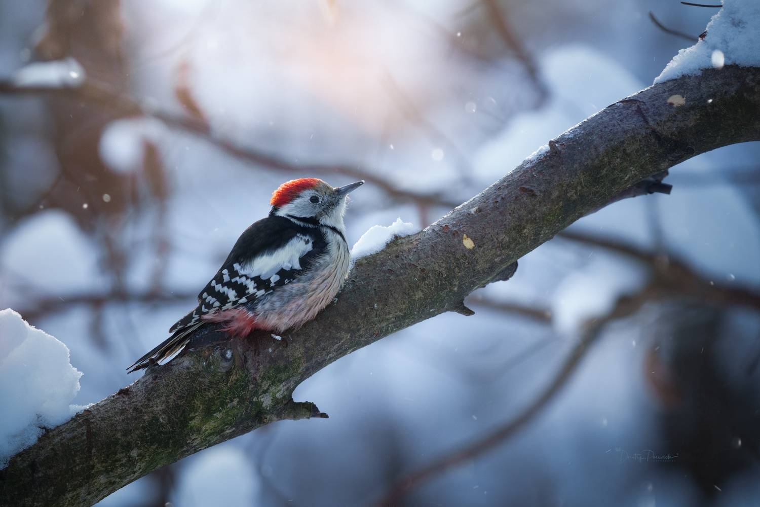 Восходящий день в Крещенское утро, - 21°. Автор: Дмитрий Посевич природа, лес, поля, огороды, животные, птицы, макро, Дмитрий Посевич