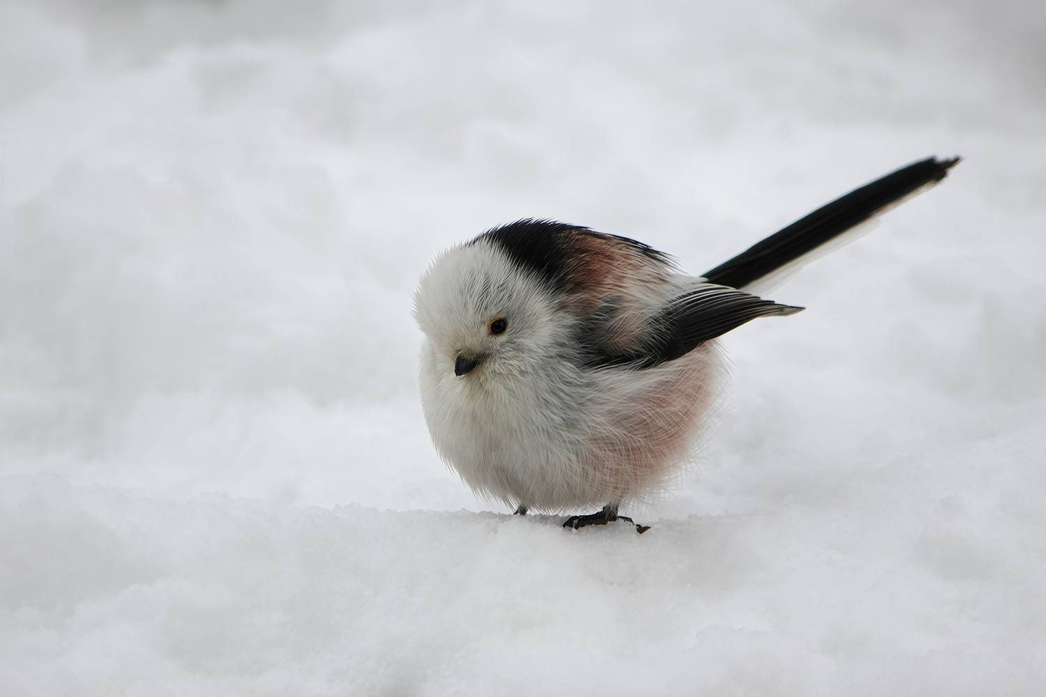 Колобок. Автор: КарОл синица, длиннохвостая синица, ополовник, aegithalos caudatus, КарОл
