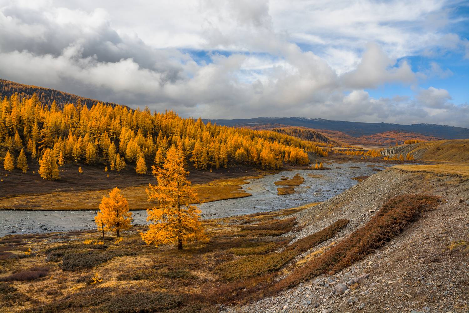 Вдоль реки. Автор: Андрей Поляков россия, горный алтай, долина реки, низкая облачность, лиственницы, осень, Андрей Поляков