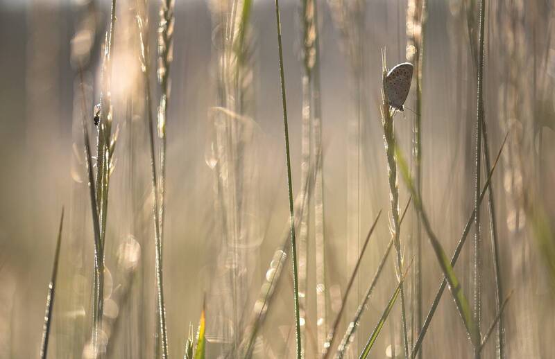 червонец, бабочка, мушка, утро, травы, россия, воронежская облсть, маклок, берег, озеро, красота, макро, свет, мёд, друзья, ,carl zeiss makro-planar t* 100mm f/2 zf.2 сон, nikon d 850, Друзья... фото превью