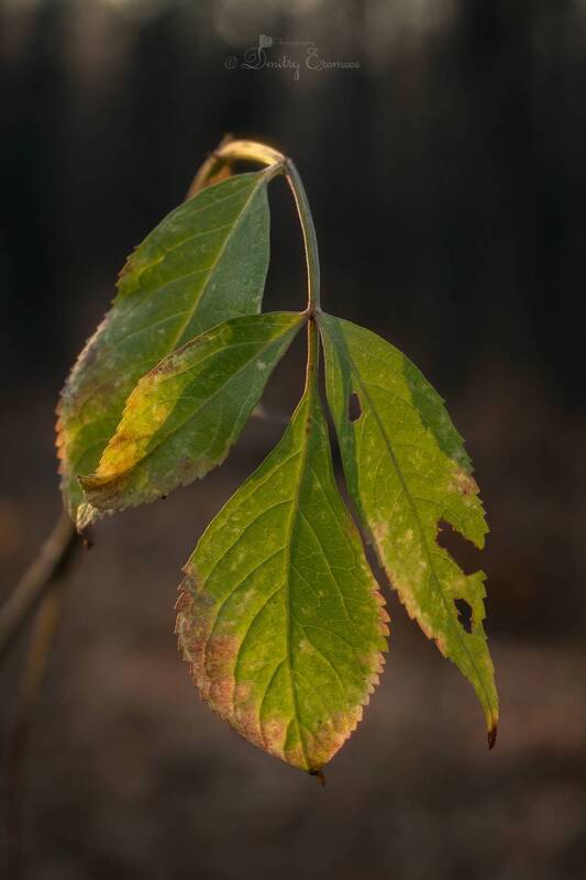 листья, лес, зима, природа, боке Эхо осени доносится в тишине зимнего леса...photo preview