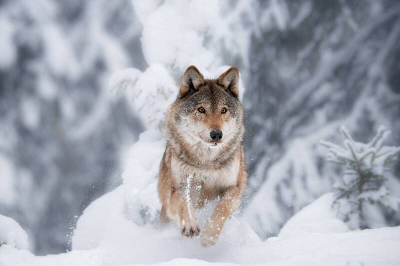 wolf, snow, running, wildlife, nature, forest, winter, action, animal, cold, волк, зима, природа, снег, красный бор Альфа фото превью