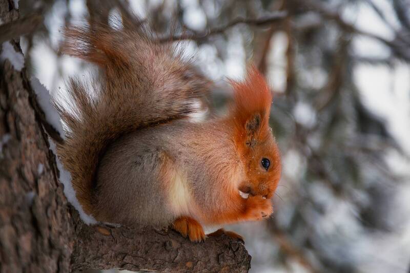 кыргызстан, ала-арча Лесная красавица фото превью