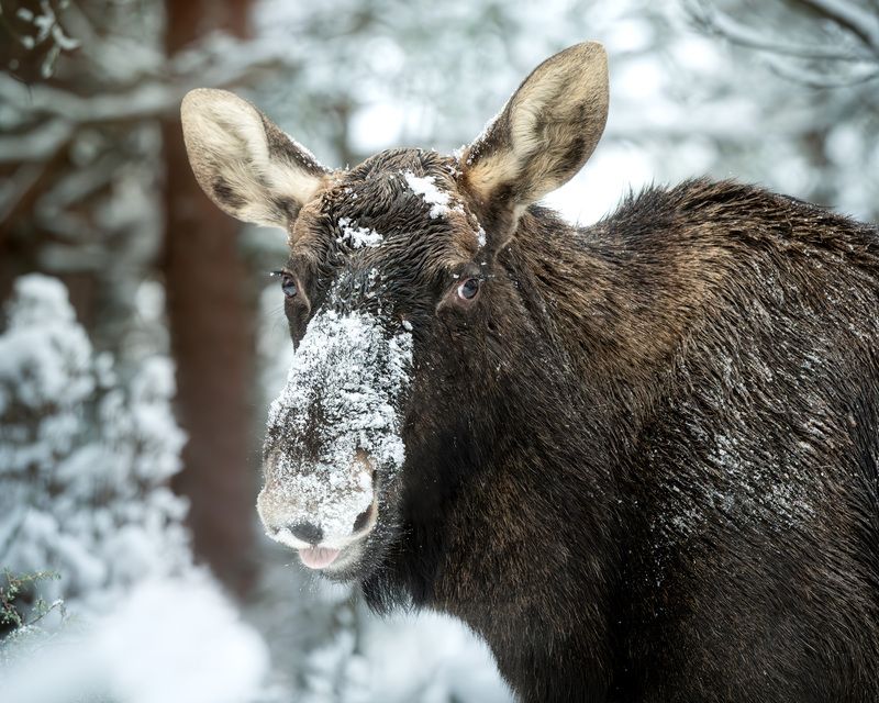 лось, зима, лес, снег, бор, фотоохота, природа, moose, wildlife, животные Дразнящийся лосьphoto preview