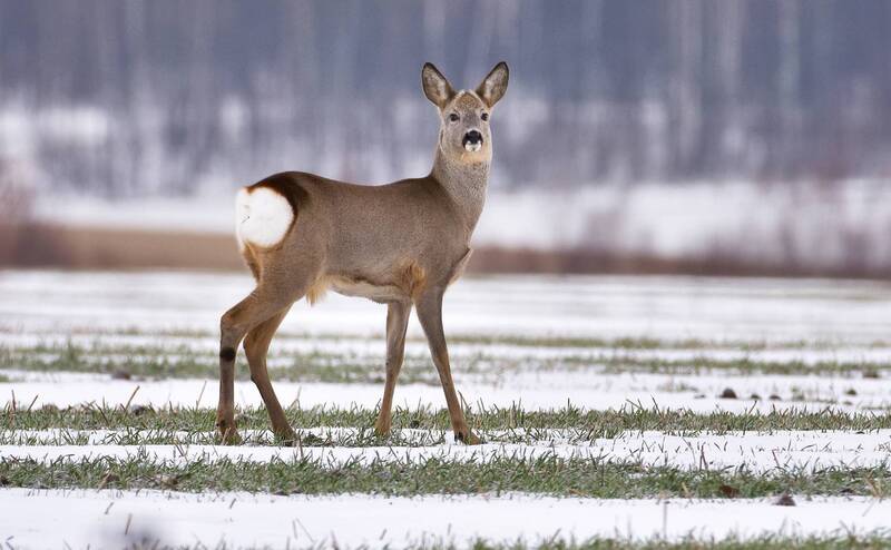 ... фото превью