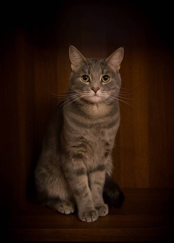 Усы, лапы и хвост. фото превью