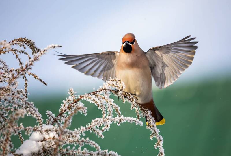 Свиристель(Bombycilla garrulus). фото превью