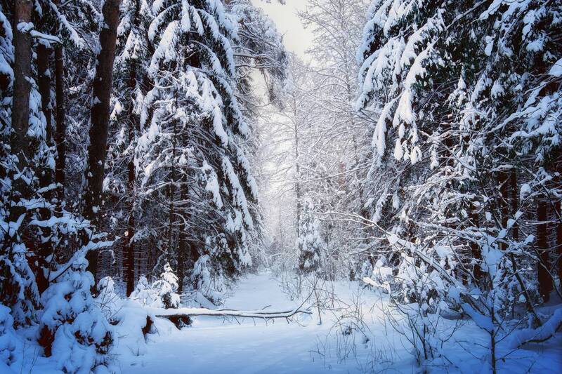 лес, деревья, снег, свет В заснеженном лесуphoto preview