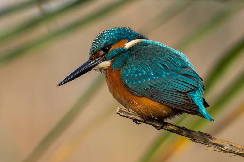 Зимородок фото превью