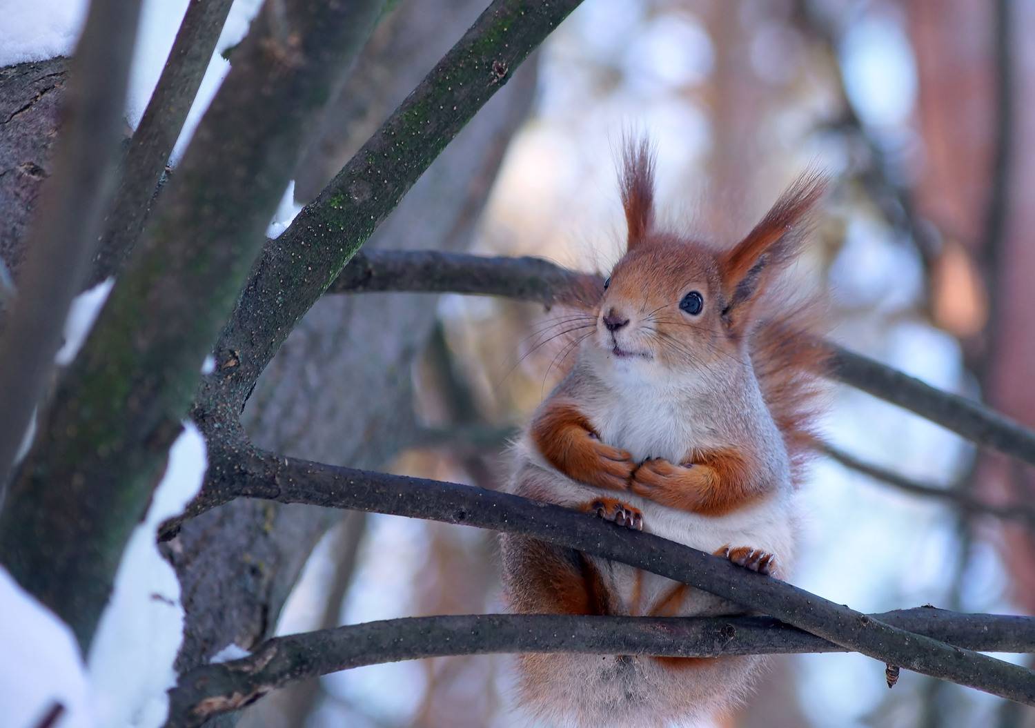 Белка . Автор: Чепленко Алексей Белка, Чепленко Алексей