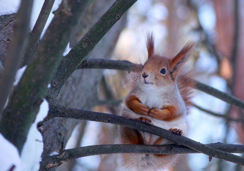 Белка Белка photo preview