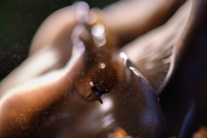 слизень, вешенка Гляделки фото превью