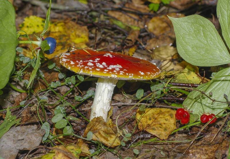 Мухомор фото превью