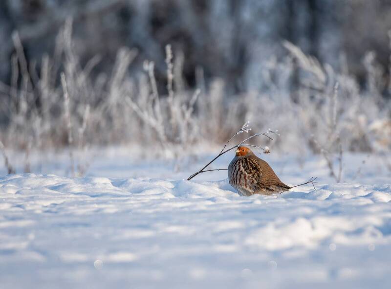 “Курочка»photo preview