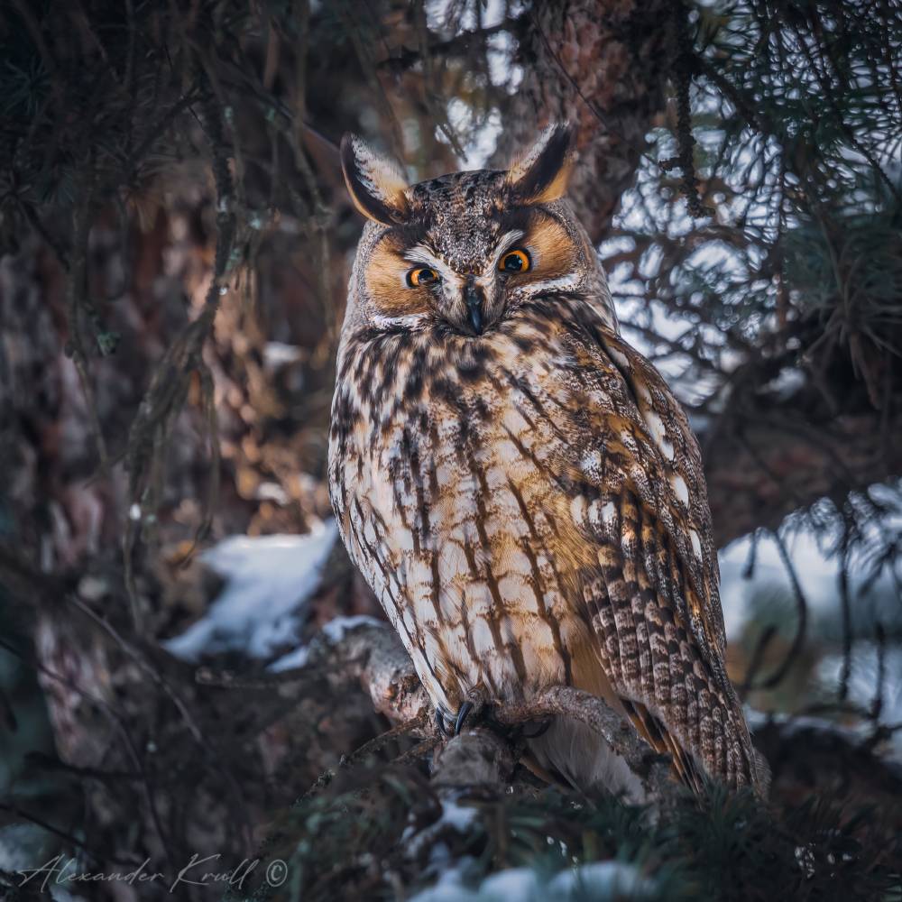 сова, ушастая сова, asio otus, Круль Александр