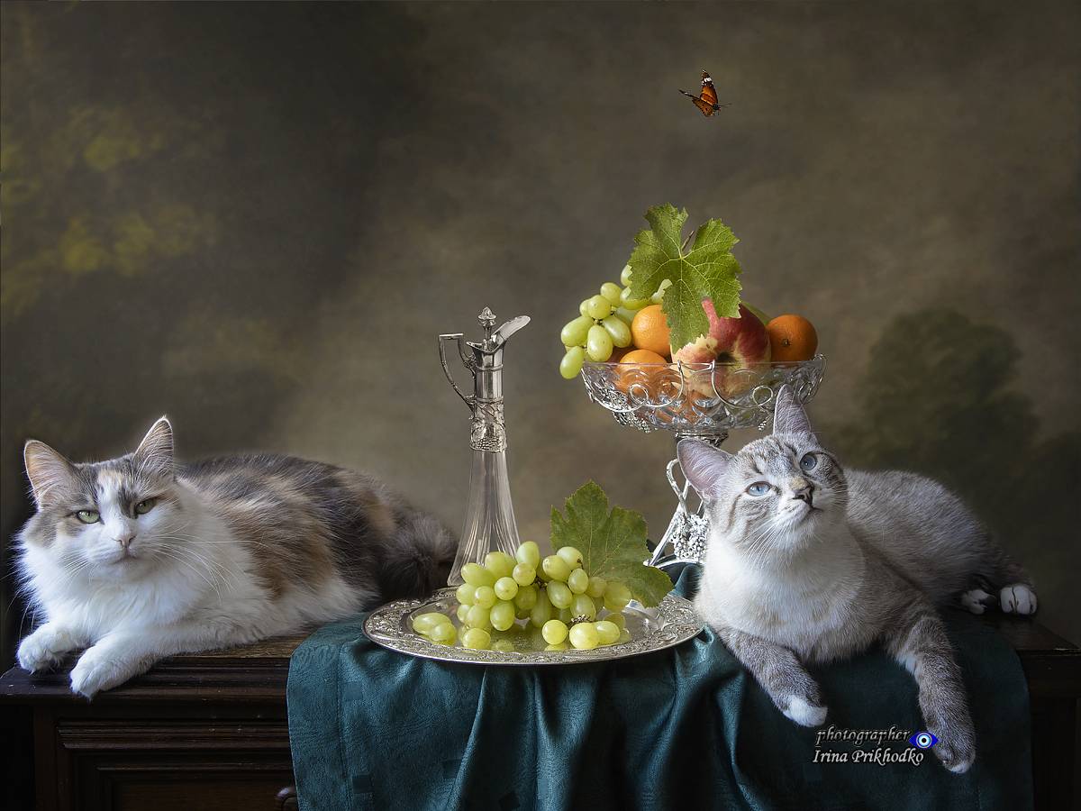 животные, питомцы, котики, кошки, котомодели, натюрморт, фрукты, Приходько Ирина