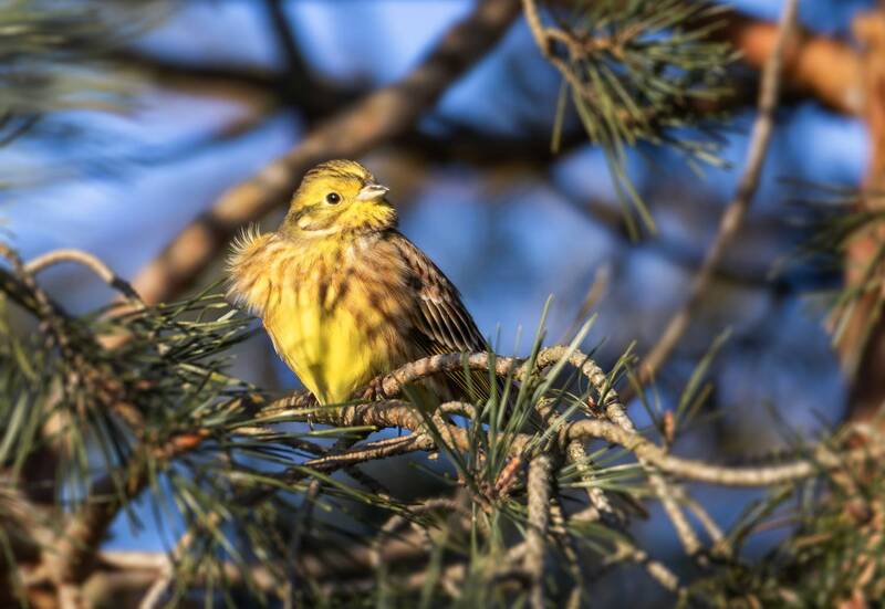 Обыкновенная овсянка( Emberiza citrinella). фото превью