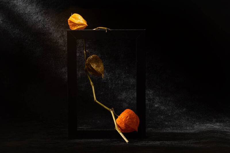 close-up Этюд с физалисом VI фото превью