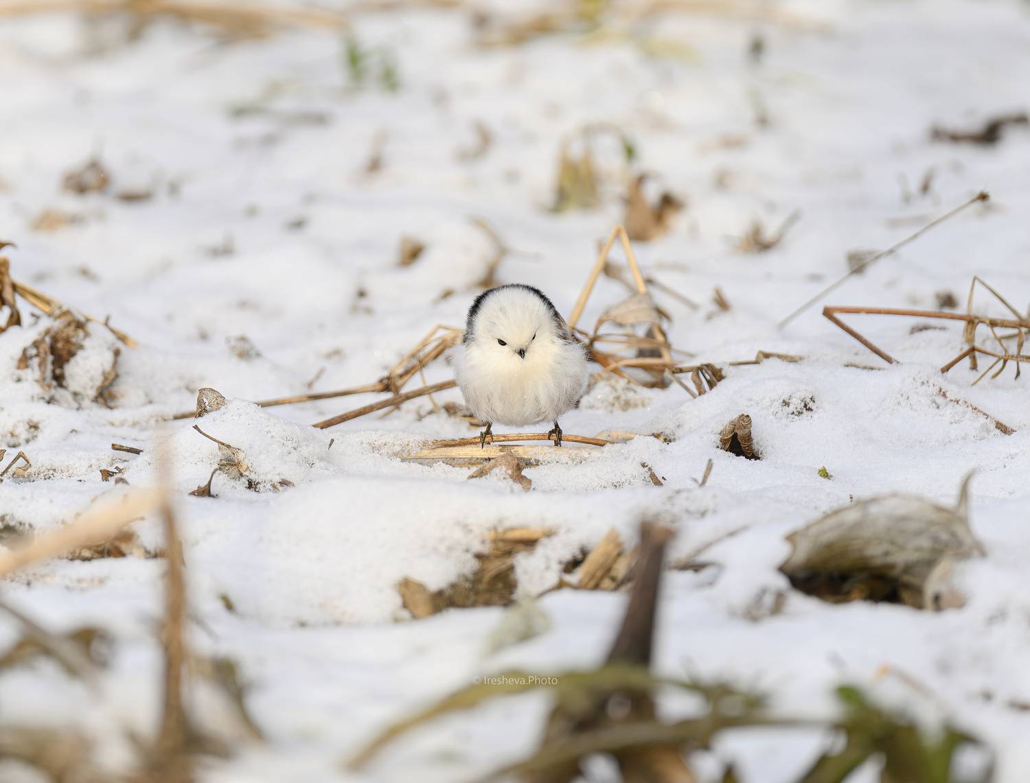 Ополовник,синица,птица, Ирешева Мария