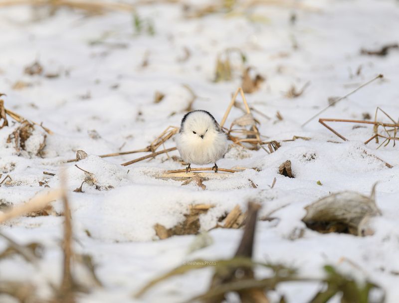 Ополовник,синица,птица Серьёзный Ополовникphoto preview