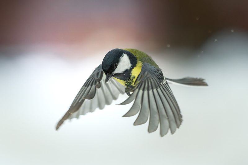 синица, птицы, фотоохота, birdwatching, birds, полет, зима, лес, большая синица Большая синица в полёте фото превью