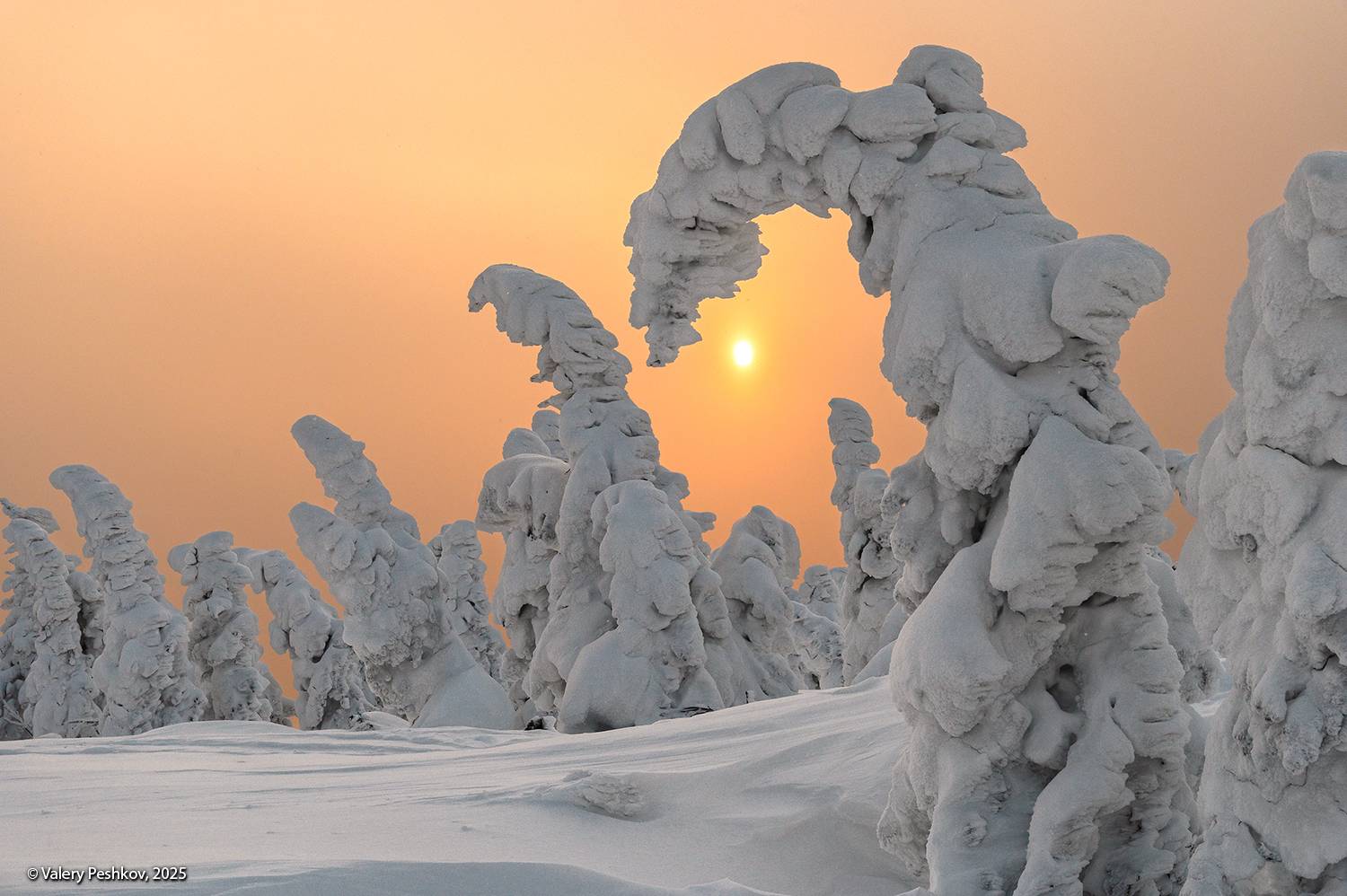 шерегеш, иней, пихты, снег, гора зелёная, горная шория, зимний вечер, розовый вечер, мороз, зима, сибирь, Пешков Валерий